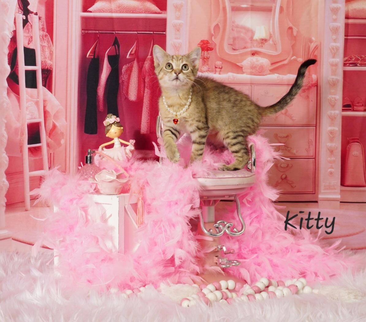 Kitty, ADOPTABLE, Kitten Male Domestic Medium Hair.