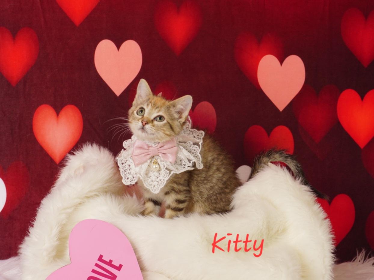 Enlarge Kitty, a ADOPTABLE Domestic Medium Hair in Waterloo, IA image 3/3