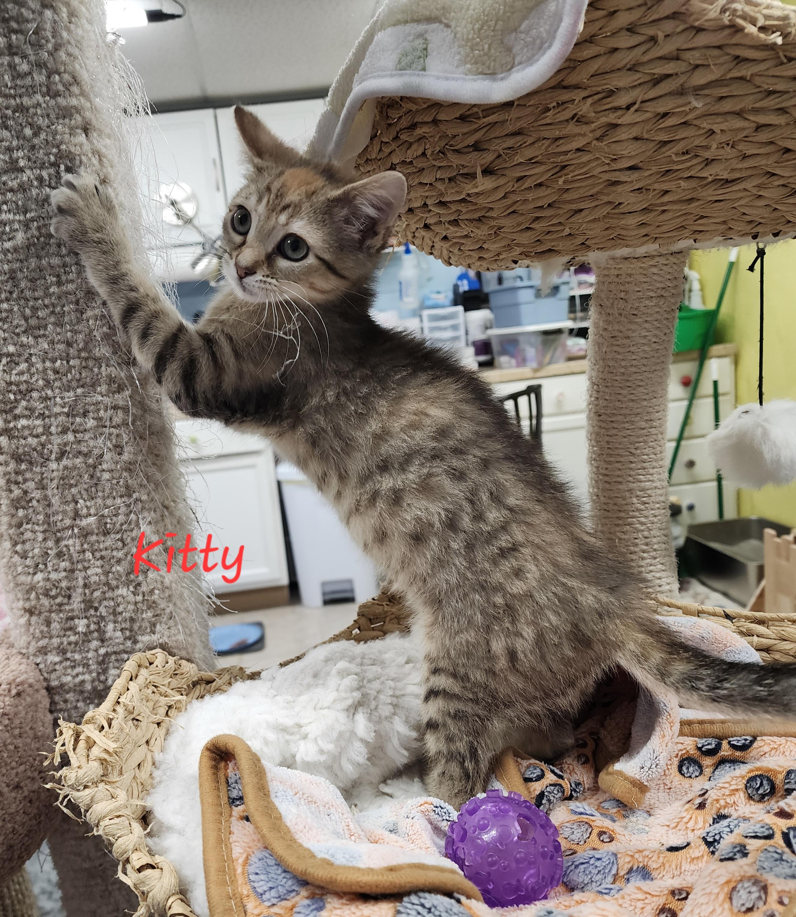 Enlarge Kitty, a ADOPTABLE Domestic Medium Hair in Waterloo, IA image 2/3