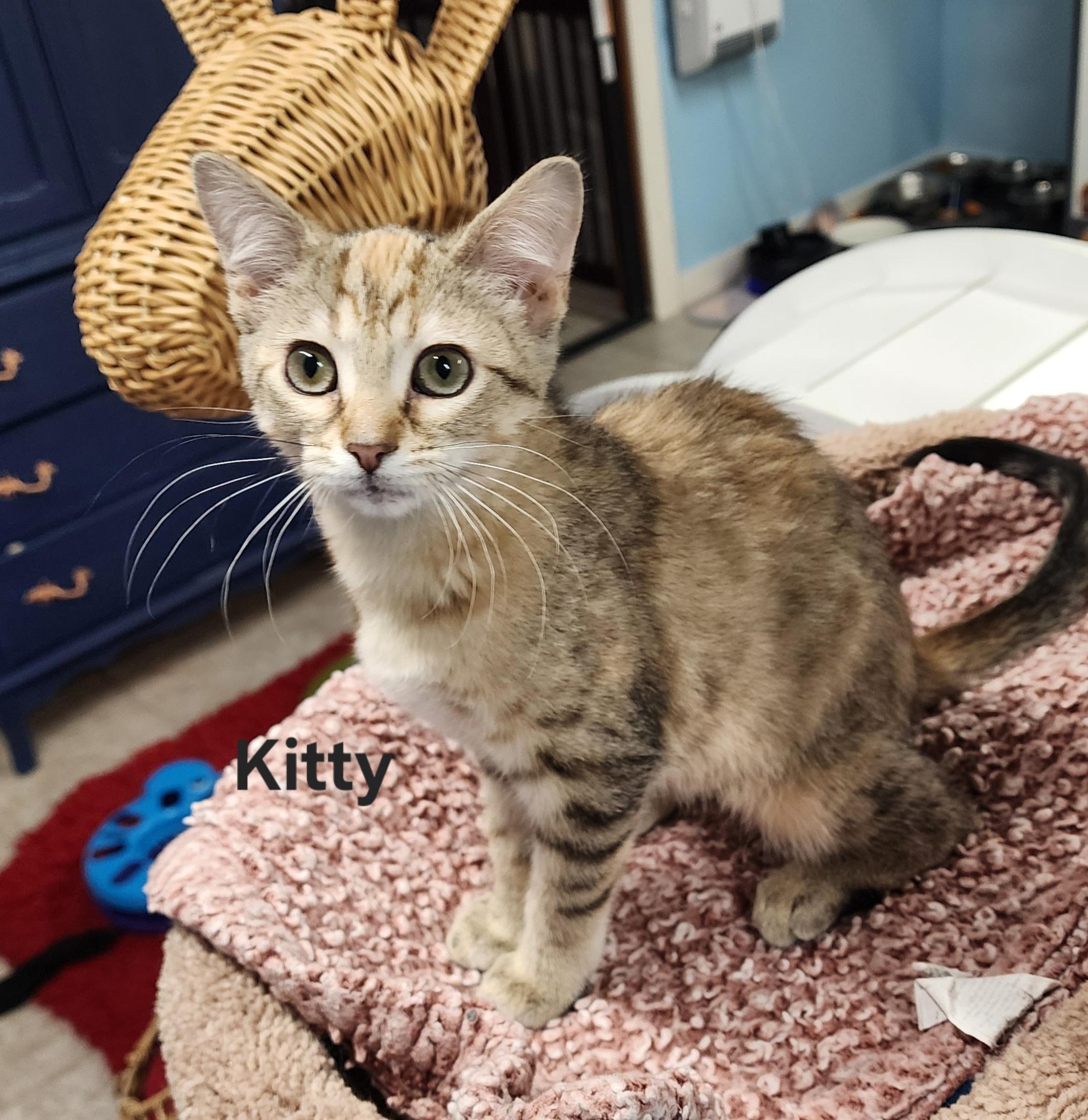 Enlarge Kitty, an adopted Domestic Medium Hair in Waterloo, IA image 2/5