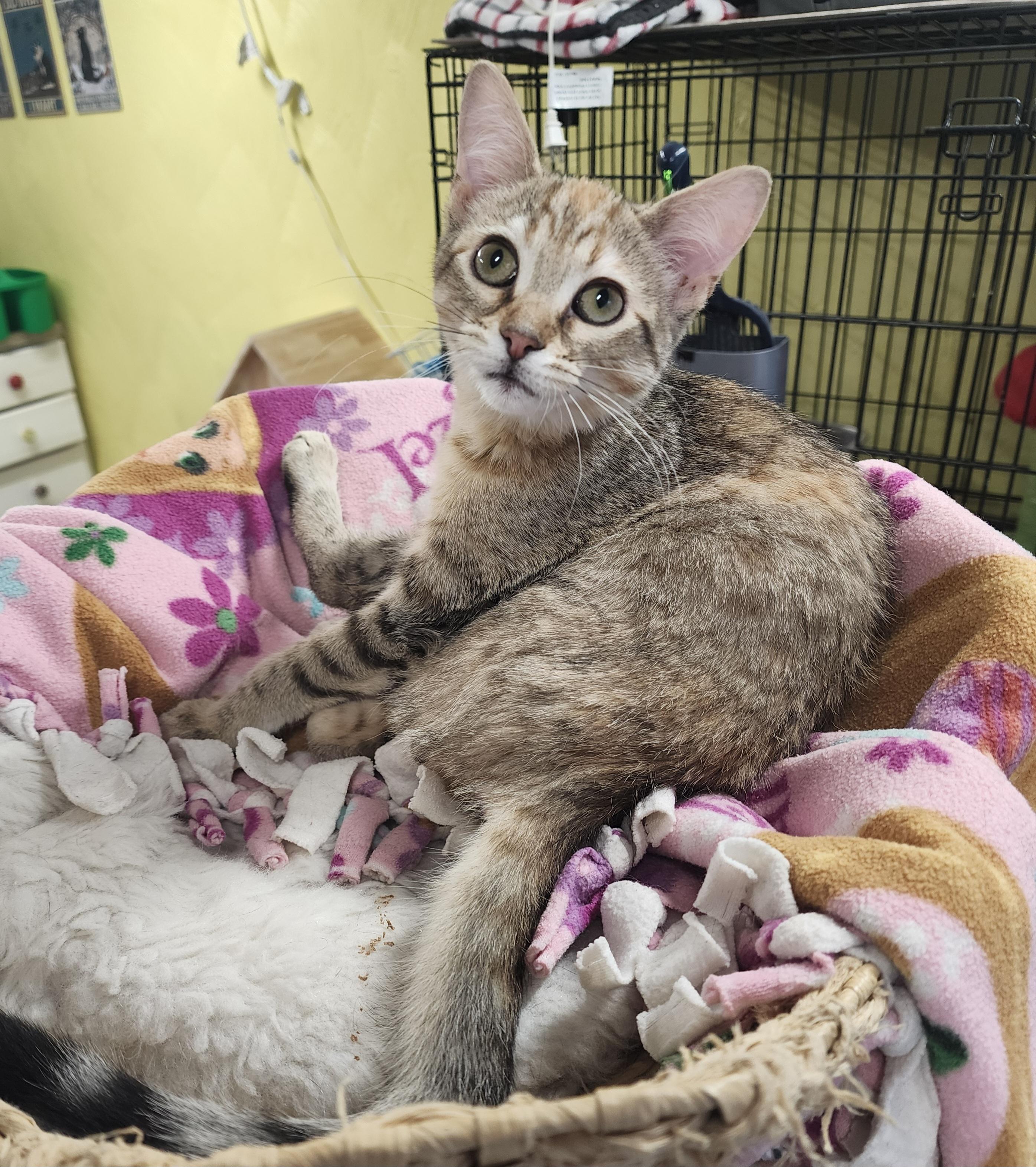 Enlarge Kitty, an adopted Domestic Medium Hair in Waterloo, IA image 1/5