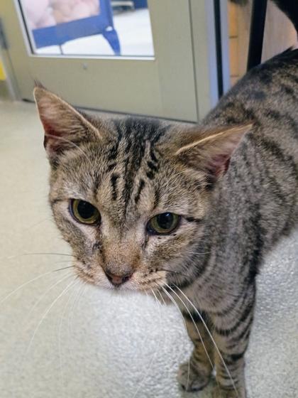 Enlarge Maci, a Adoptable mixed breed in Beatrice, NE image 1/1