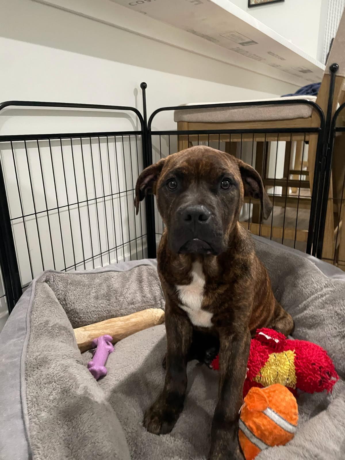 Felix, Adopted, Puppy Male American Bulldog.