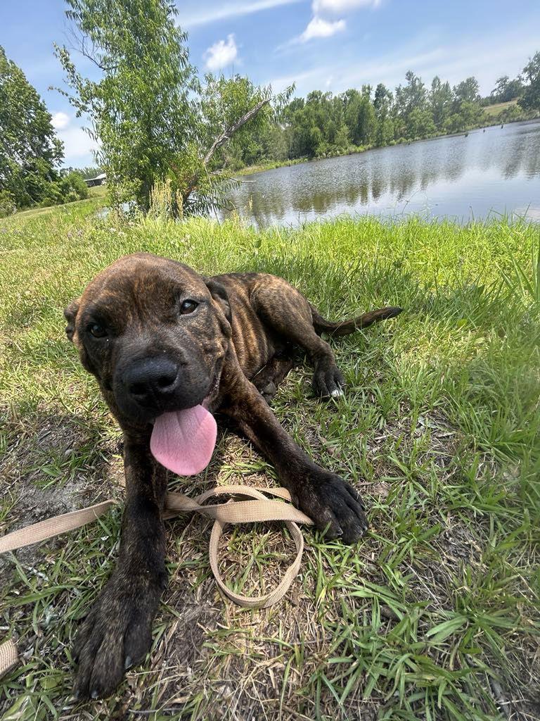 Enlarge Felix, a Adopted American Bulldog in Tarrytown, GA image 2/3