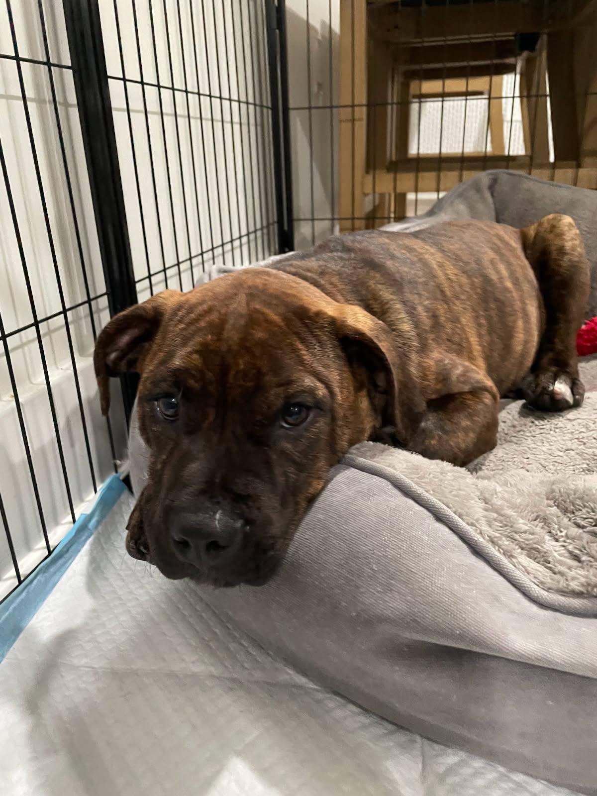 Enlarge Felix, a Adopted American Bulldog in Tarrytown, GA image 3/3