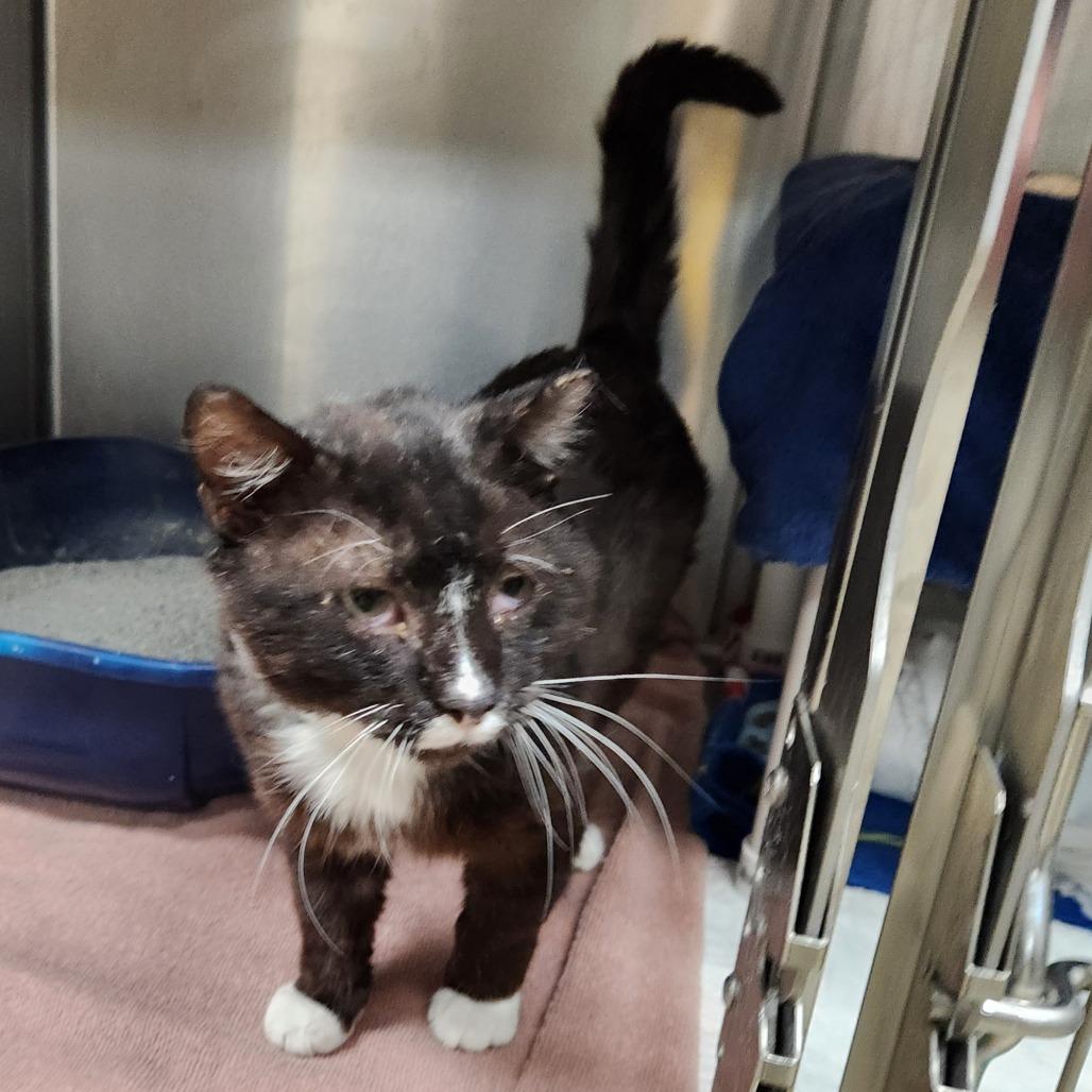 Enlarge Licorice, a Adoptable Domestic Short Hair in Grand Rapids, MI image 1/4