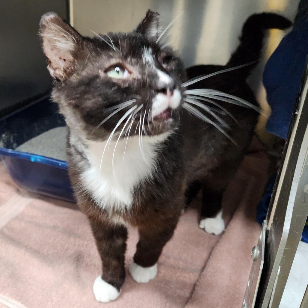 Enlarge Licorice, a Adoptable Domestic Short Hair in Grand Rapids, MI image 2/4