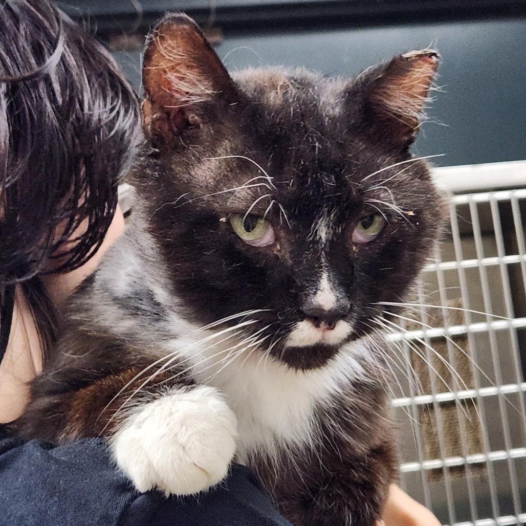 Enlarge Licorice, a Adoptable Domestic Short Hair in Grand Rapids, MI image 3/4