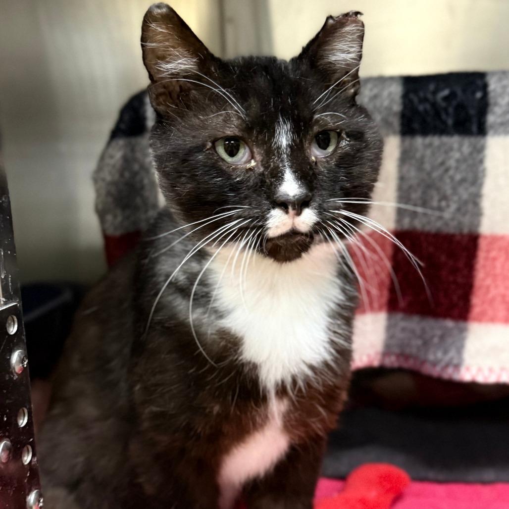 Enlarge Licorice, a Adoptable Domestic Short Hair in Grand Rapids, MI image 4/4