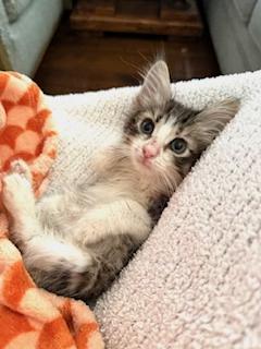 Enlarge Saki, an adopted Domestic Medium Hair in Garden Grove, CA image 1/3