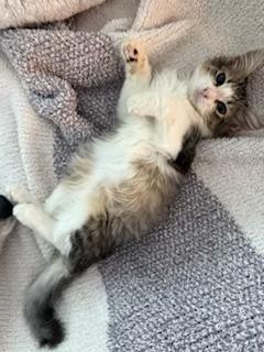 Enlarge Saki, an adopted Domestic Medium Hair in Garden Grove, CA image 2/3