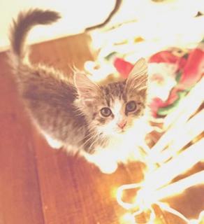 Enlarge Saki, an adopted Domestic Medium Hair in Garden Grove, CA image 3/3