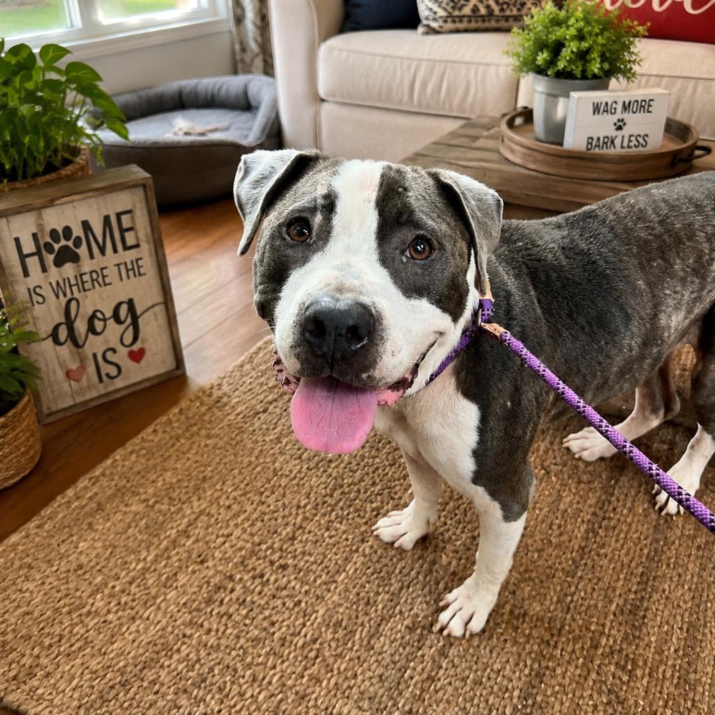 Jake, Adoptable, Adult Male Pit Bull Terrier.