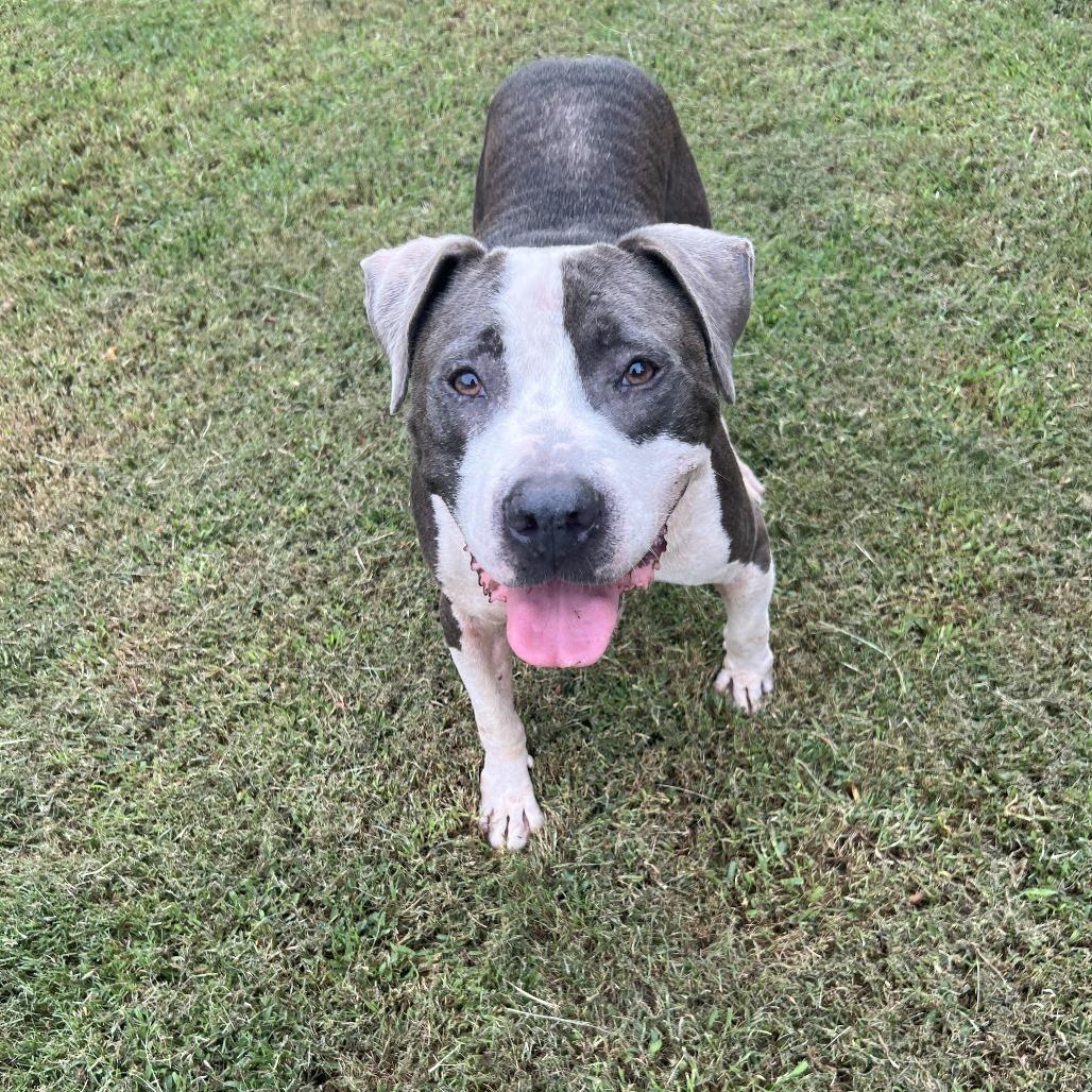 Jake, a Adoptable Pit Bull Terrier in Newborn, GA image 2/6