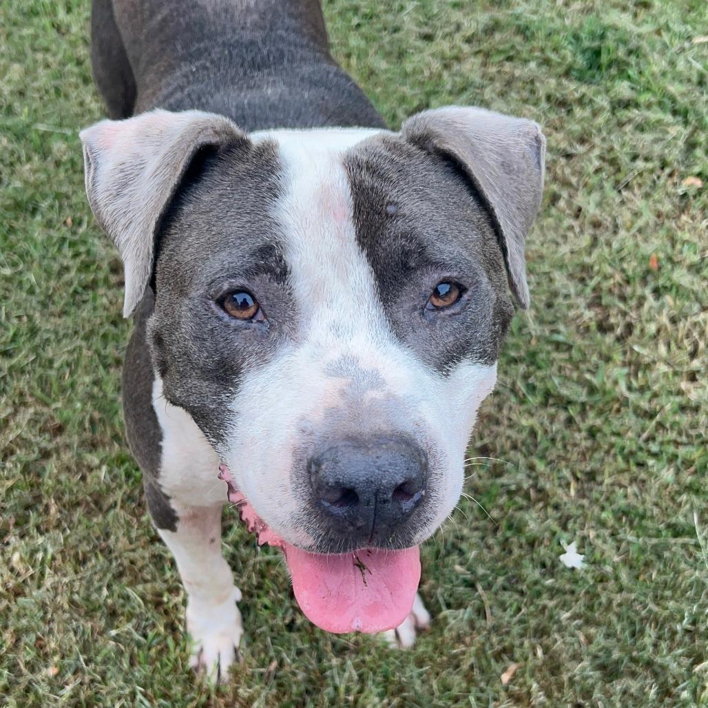 Jake, a Adoptable Pit Bull Terrier in Newborn, GA image 3/6