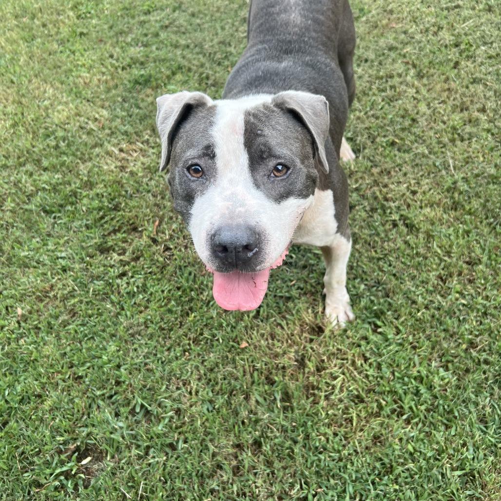 Jake, a Adoptable Pit Bull Terrier in Newborn, GA image 5/6