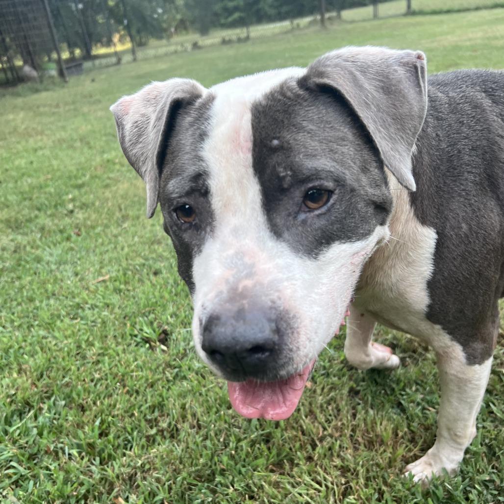 Jake, a Adoptable Pit Bull Terrier in Newborn, GA image 6/6