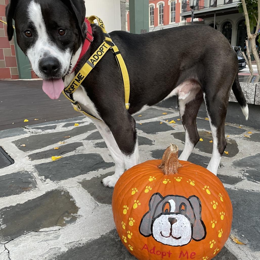 Dickens, Adoptable, Adult Male Pit Bull Terrier.