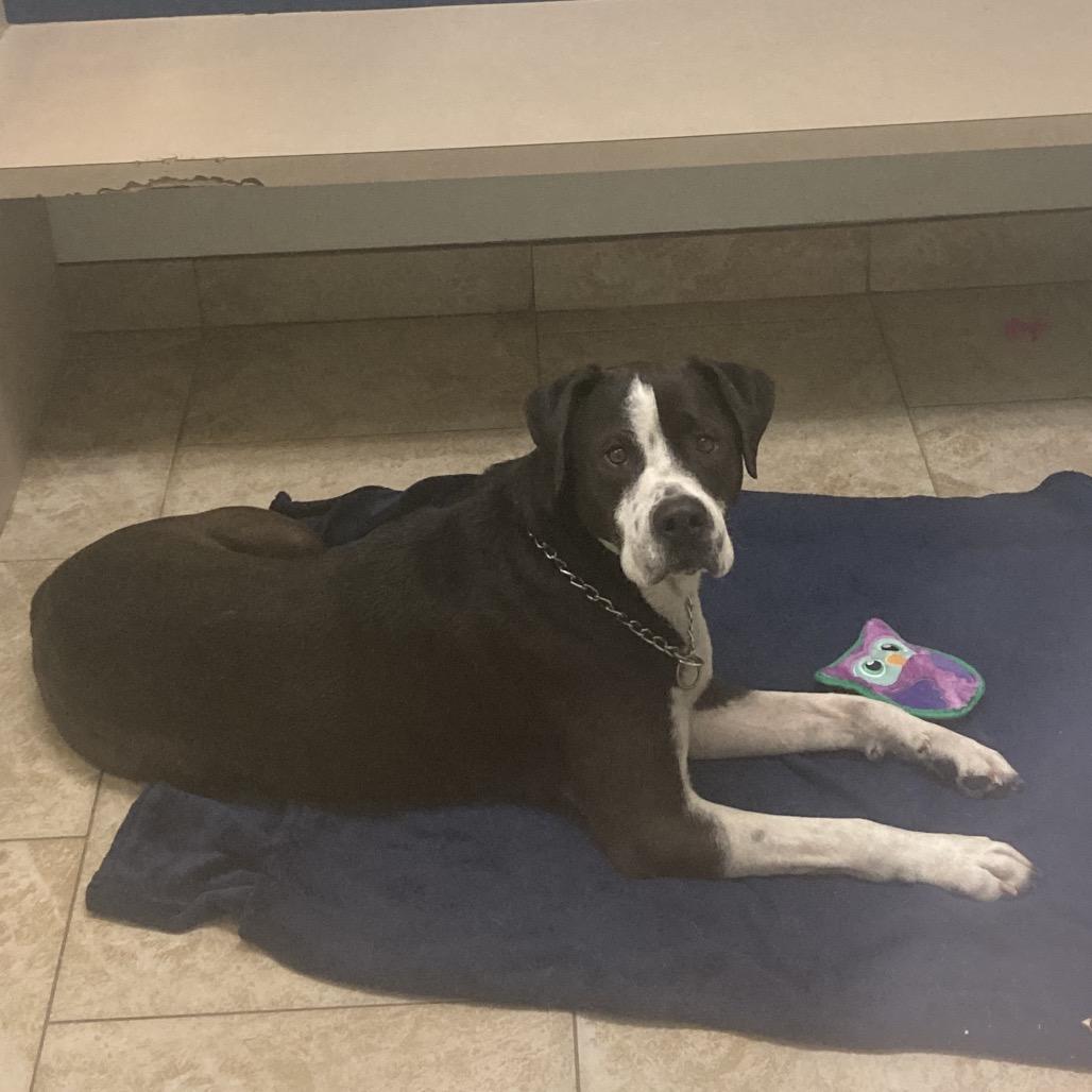 Dickens, a Adoptable Pit Bull Terrier in Galveston, TX image 2/3