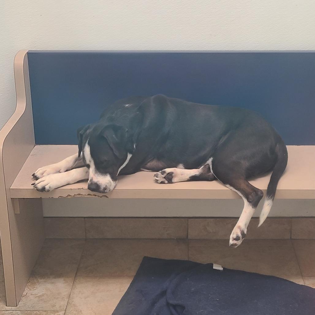 Dickens, a Adoptable Pit Bull Terrier in Galveston, TX image 3/3