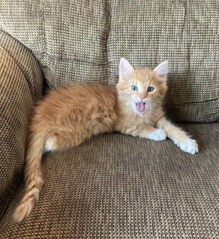 Persimmon, ADOPTABLE, Kitten Male Domestic Short Hair.