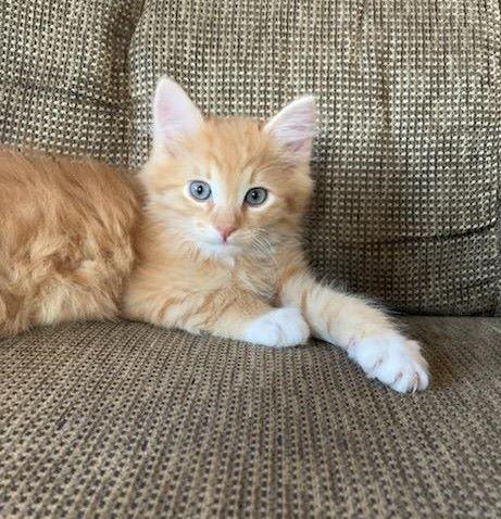 Persimmon, a ADOPTABLE mixed breed in Fernley, NV image 2/2
