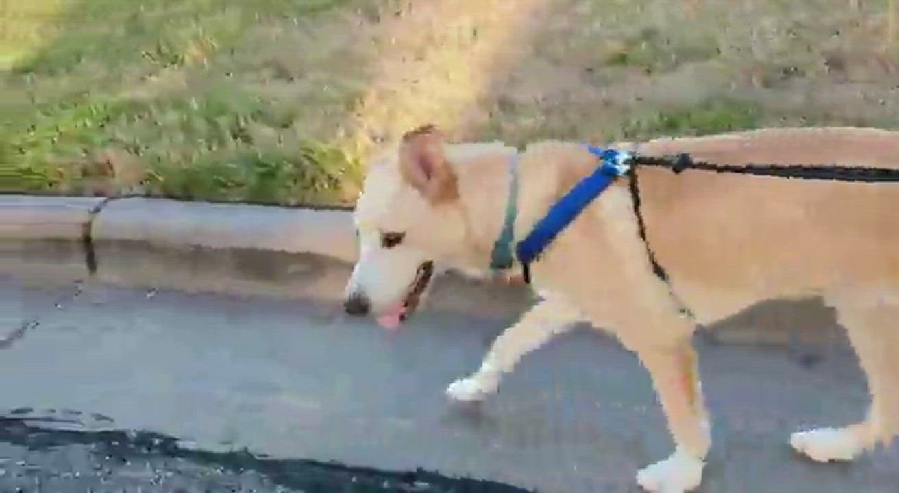 Enlarge BUDDY, a Adopted mixed breed in Farmers Branch, TX video 6/11