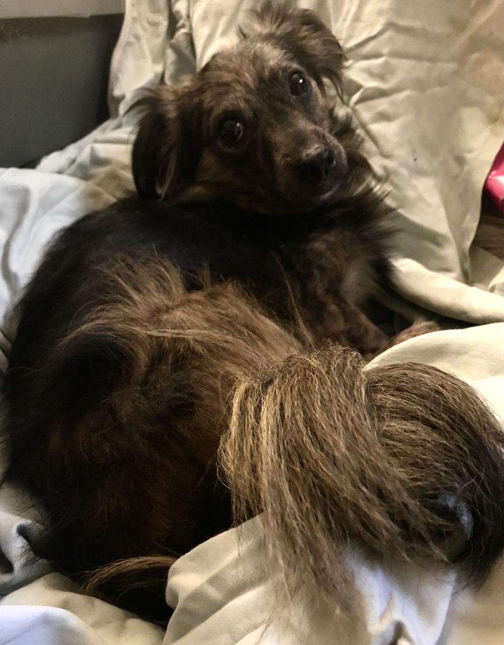 Danny, Adoptable, Young Male Chihuahua.