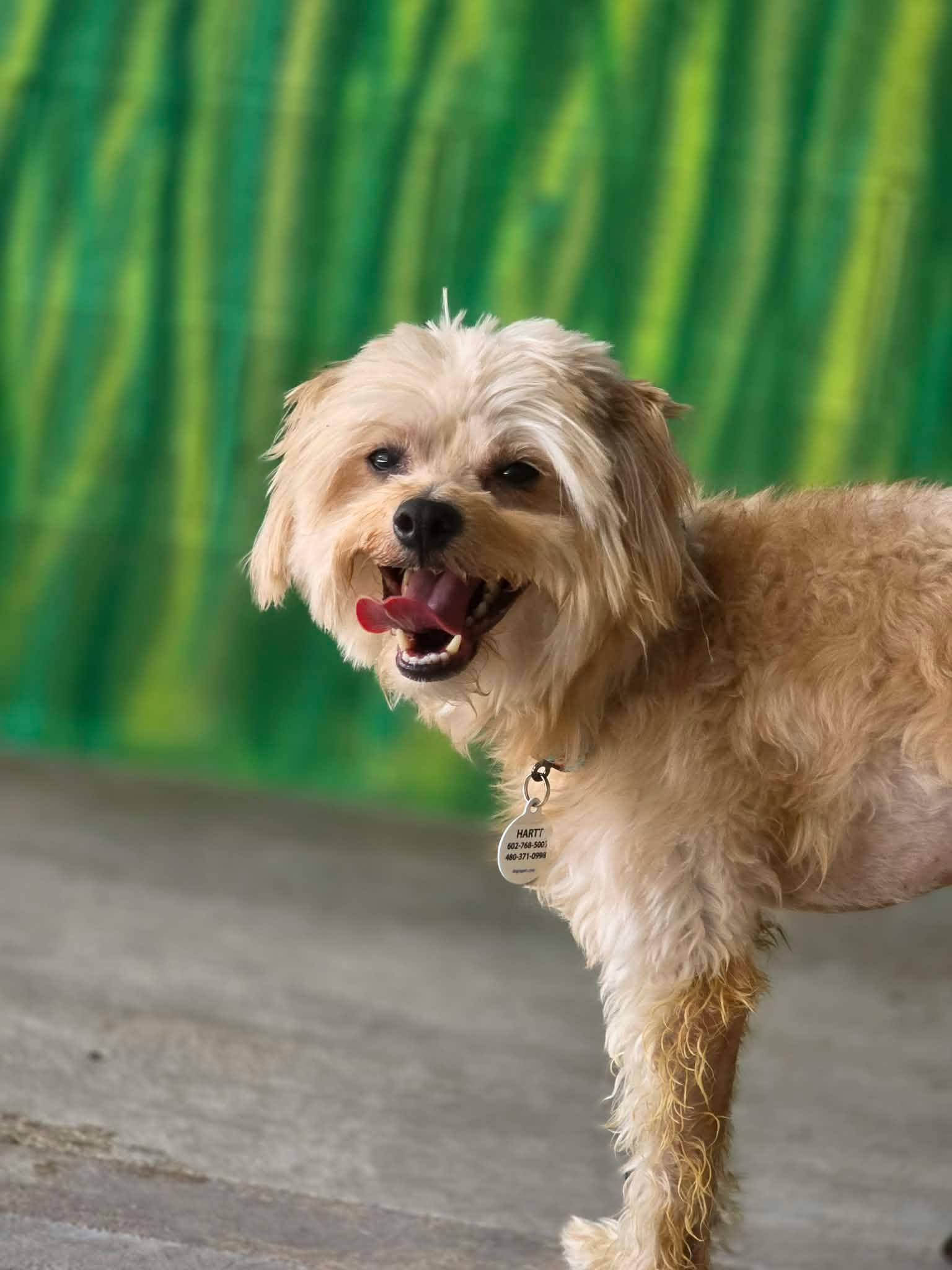 Enlarge Princeton, a Adoptable Maltese in Phoenix, AZ image 4/4
