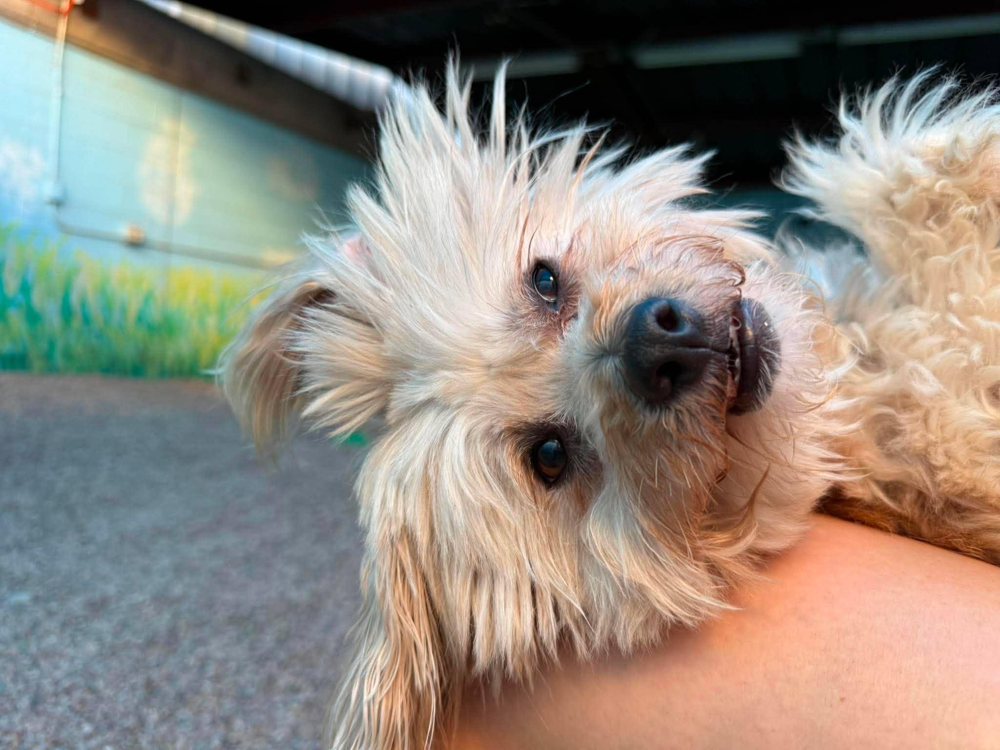 Enlarge Princeton, a Adoptable Maltese in Phoenix, AZ image 2/4