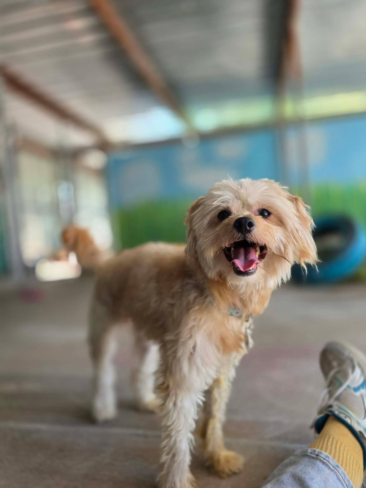 Princeton, Adoptable, Young Male Maltese.