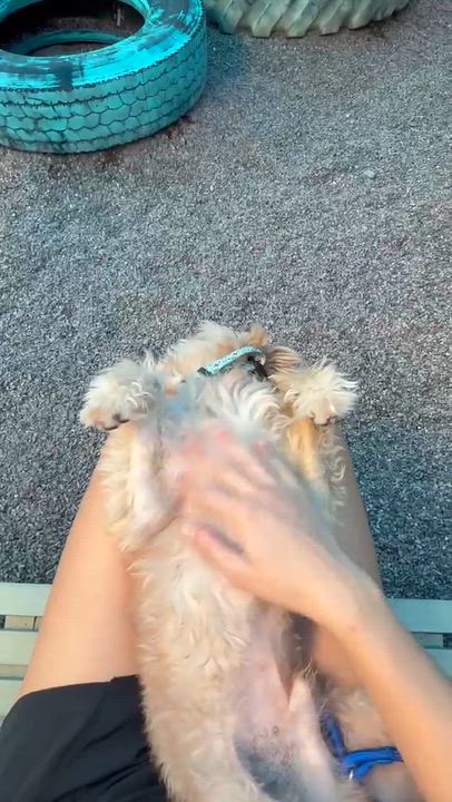 Enlarge Princeton, a Adoptable Maltese in Phoenix, AZ video 3/4