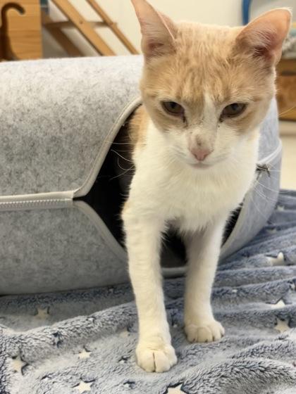 Enlarge Rustler, a Adoptable mixed breed in New Hope, PA image 1/3