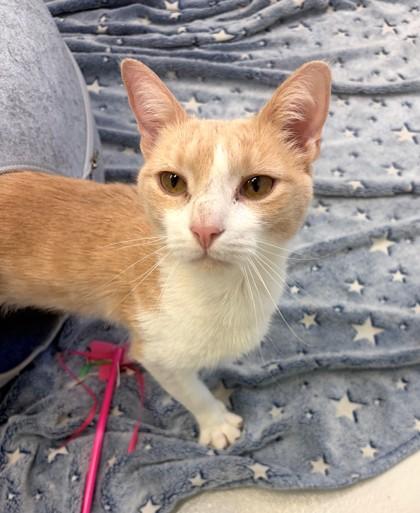 Enlarge Rustler, a Adoptable mixed breed in New Hope, PA image 2/3