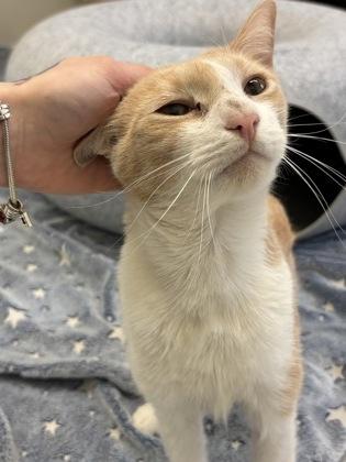 Enlarge Rustler, a Adoptable mixed breed in New Hope, PA image 3/3