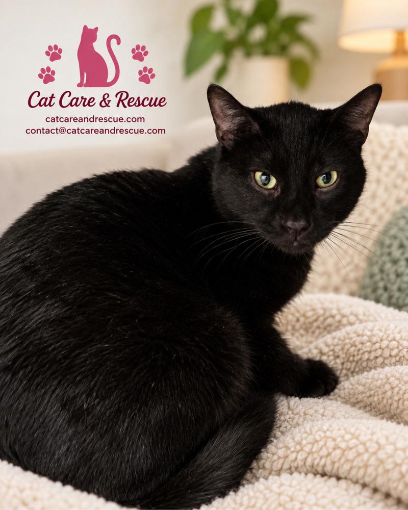 Enlarge Troy, a Adoptable Domestic Short Hair in Chicago, IL image 1/4