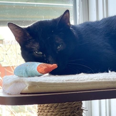 Enlarge Troy, a Adoptable Domestic Short Hair in Chicago, IL image 2/4