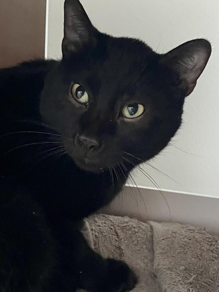 Enlarge Troy, a Adoptable Domestic Short Hair in Chicago, IL image 1/4