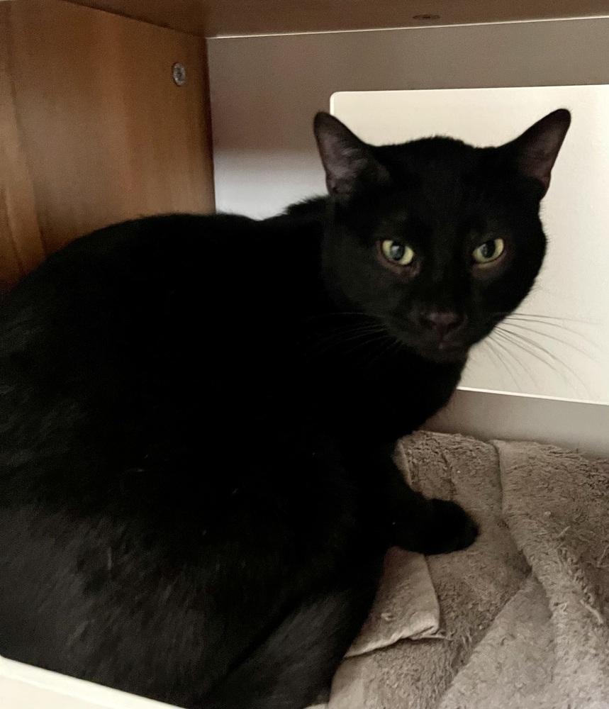 Enlarge Troy, a Adoptable Domestic Short Hair in Chicago, IL image 3/4