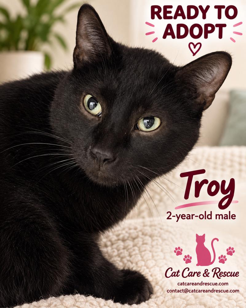 Enlarge Troy, a Adoptable Domestic Short Hair in Chicago, IL image 3/4
