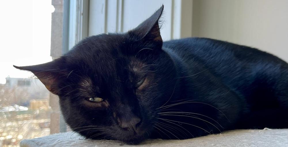 Enlarge Troy, a Adoptable Domestic Short Hair in Chicago, IL image 4/4
