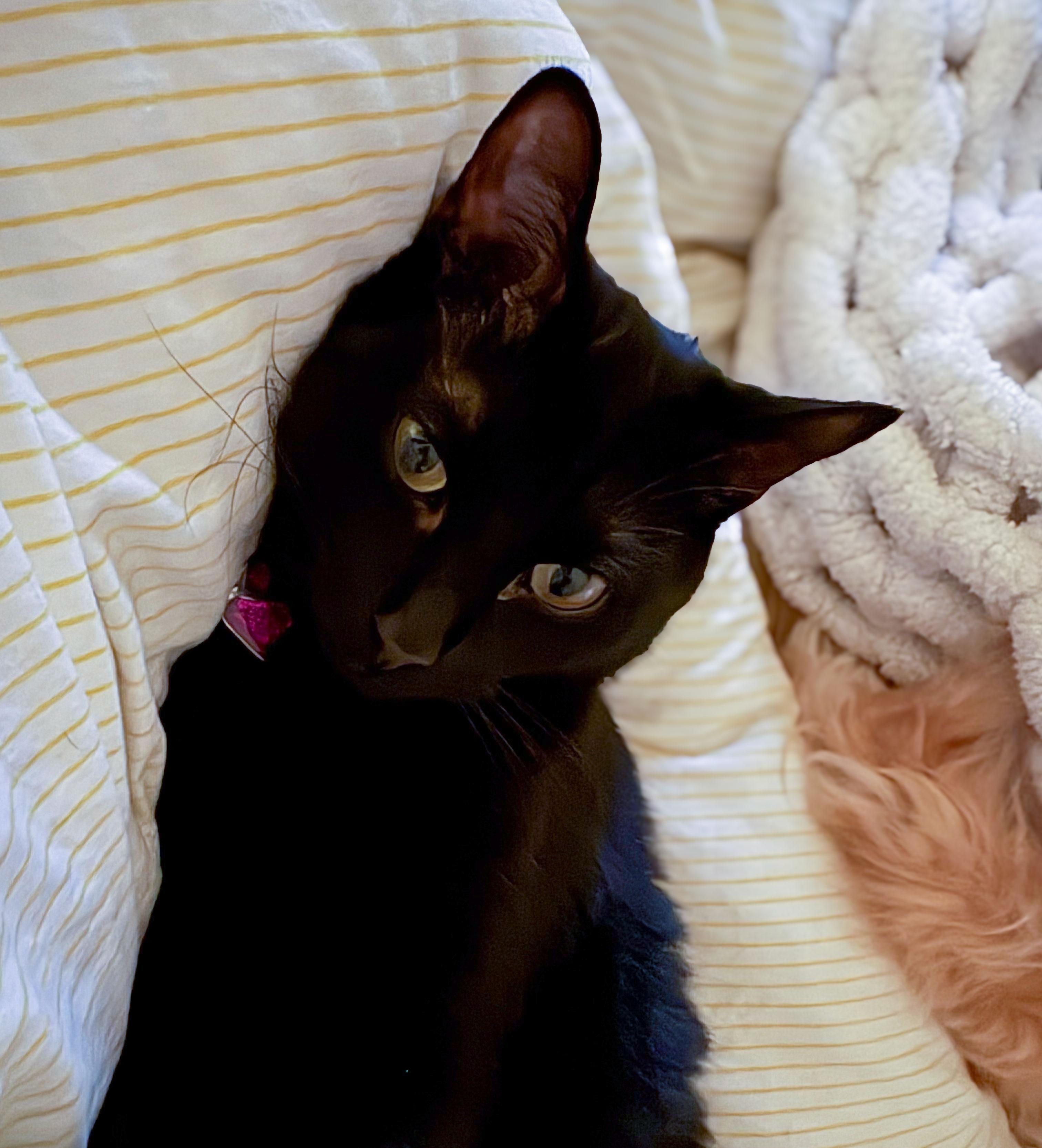 Shadow — thumbnail 2