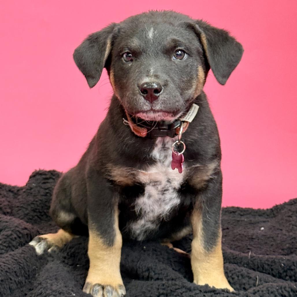 Edmund, Adoptable, Young Male Shepherd.