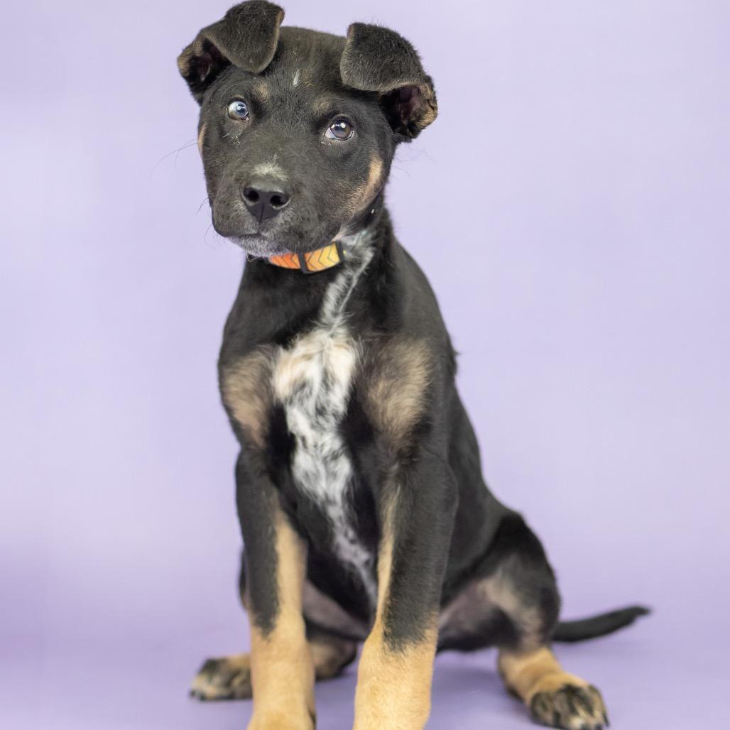 Edmund, a Adoptable Shepherd in Portland, OR image 2/3