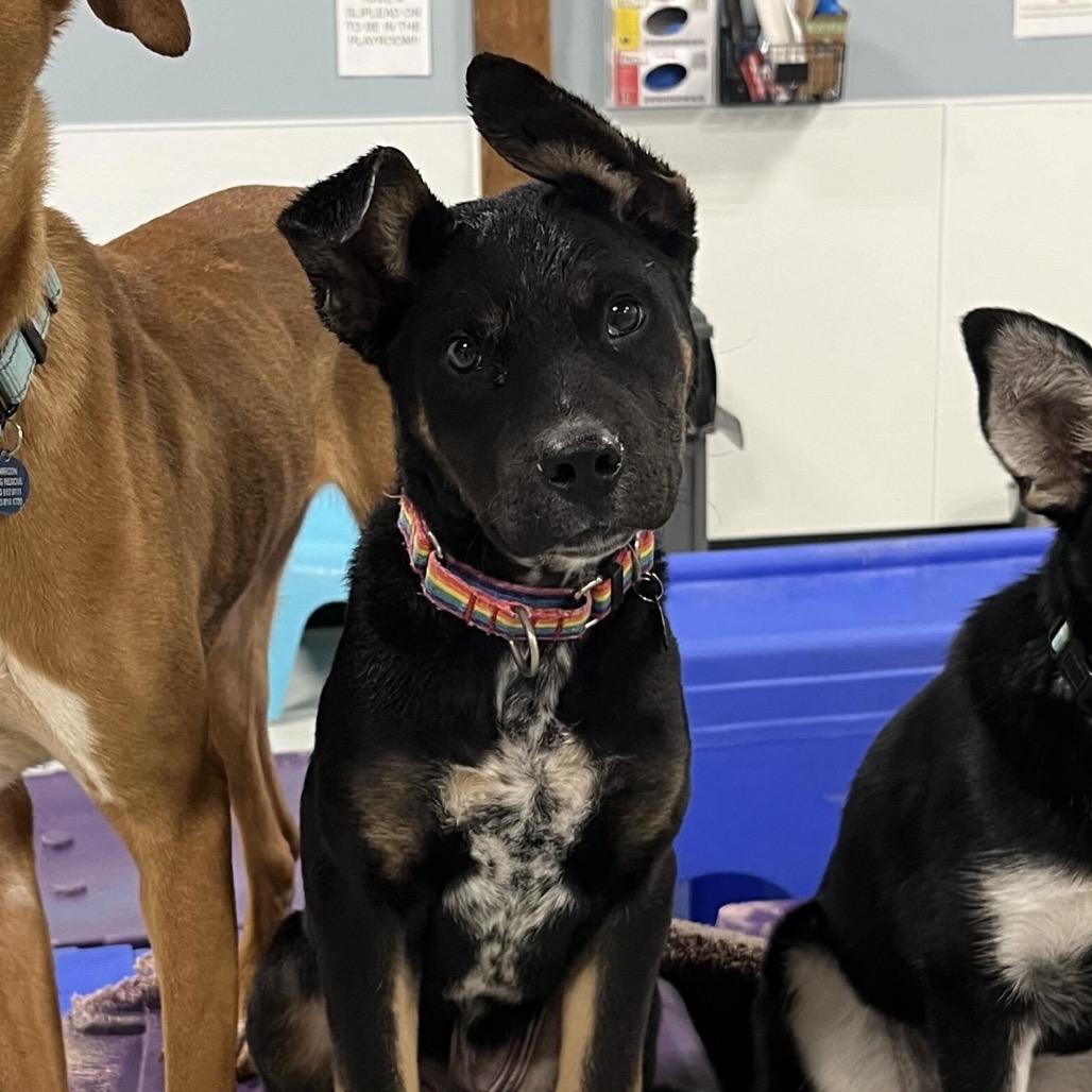 Edmund, a Adoptable Shepherd in Portland, OR image 3/3