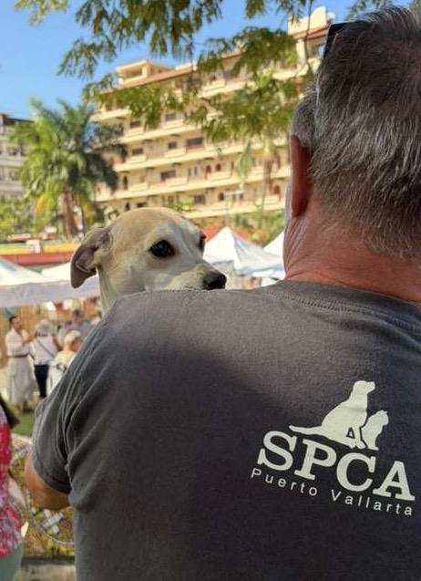 Enlarge Coco, a Adoptable mixed breed in Vancouver, BC image 4/4