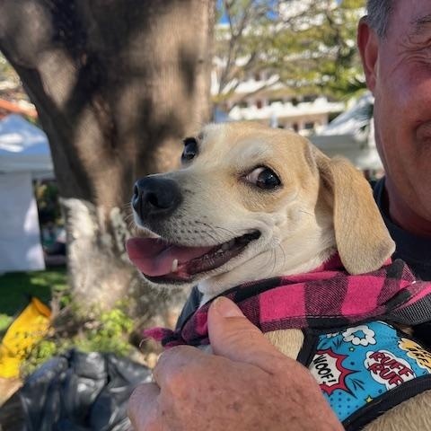 Enlarge Coco, a Adoptable mixed breed in Vancouver, BC image 3/4