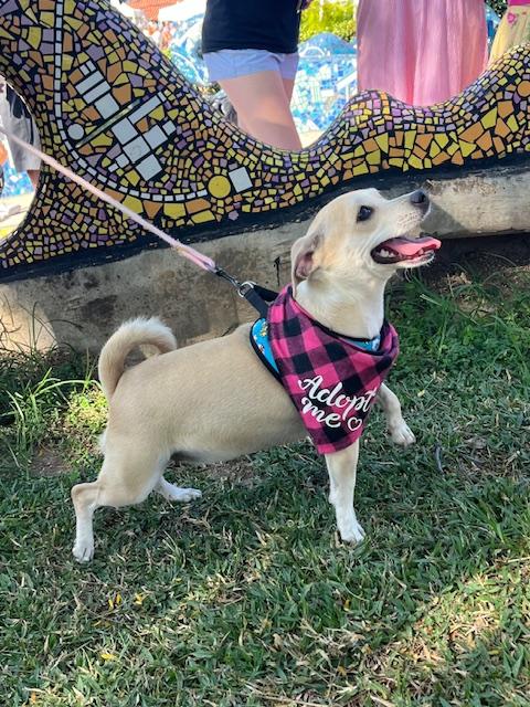 Coco, Adoptable, Young Female Chihuahua & Pug.