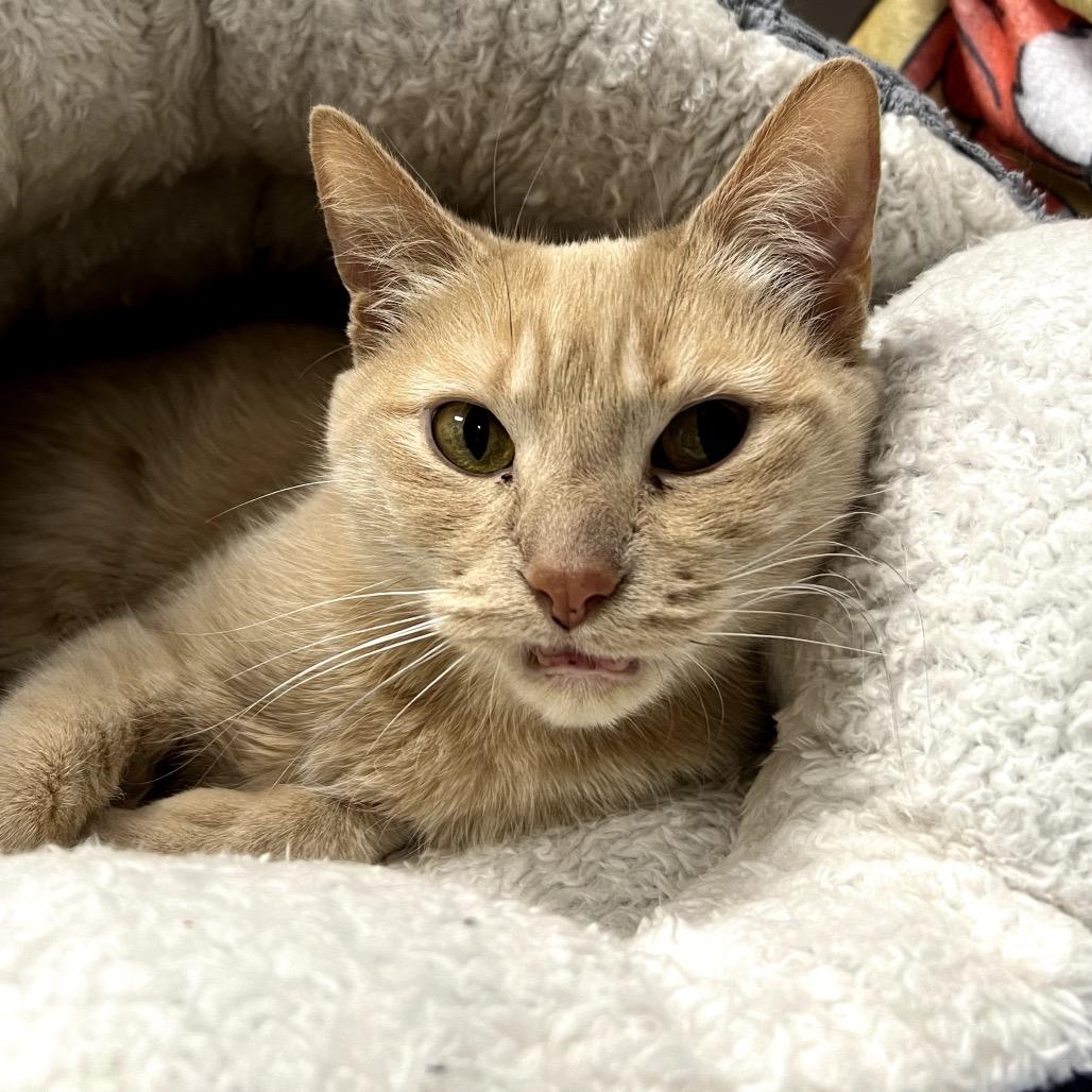 Marilyn, a Adoptable Domestic Short Hair in Chaska, MN image 4/4