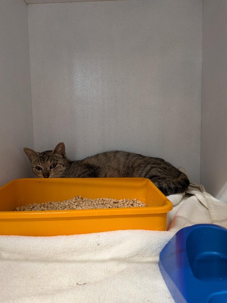 Enlarge Kyra, a Adoptable Domestic Short Hair in Huntsville, TX image 1/1